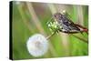 A Pine Siskin, Carduelis Pinus, Pecks Seeds from a Dandelion-Richard Wright-Stretched Canvas