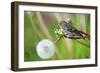 A Pine Siskin, Carduelis Pinus, Pecks Seeds from a Dandelion-Richard Wright-Framed Photographic Print