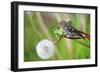 A Pine Siskin, Carduelis Pinus, Pecks Seeds from a Dandelion-Richard Wright-Framed Photographic Print