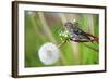 A Pine Siskin, Carduelis Pinus, Pecks Seeds from a Dandelion-Richard Wright-Framed Photographic Print