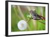 A Pine Siskin, Carduelis Pinus, Pecks Seeds from a Dandelion-Richard Wright-Framed Photographic Print