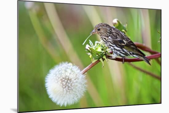 A Pine Siskin, Carduelis Pinus, Pecks Seeds from a Dandelion-Richard Wright-Mounted Photographic Print