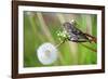 A Pine Siskin, Carduelis Pinus, Pecks Seeds from a Dandelion-Richard Wright-Framed Photographic Print