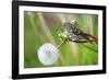 A Pine Siskin, Carduelis Pinus, Pecks Seeds from a Dandelion-Richard Wright-Framed Photographic Print