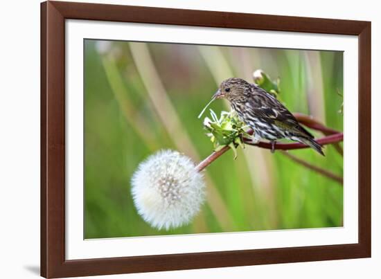 A Pine Siskin, Carduelis Pinus, Pecks Seeds from a Dandelion-Richard Wright-Framed Photographic Print