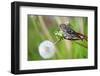 A Pine Siskin, Carduelis Pinus, Pecks Seeds from a Dandelion-Richard Wright-Framed Photographic Print