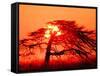 A Pine Tree and Sunrise-null-Framed Stretched Canvas