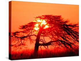 A Pine Tree and Sunrise-null-Stretched Canvas
