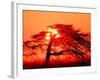 A Pine Tree and Sunrise-null-Framed Photographic Print