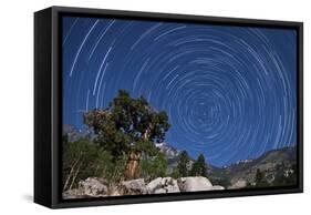 A Pine Tree on a Windswept Slope Reaches Skyward Towards North Facing Star Trails-null-Framed Stretched Canvas