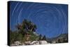 A Pine Tree on a Windswept Slope Reaches Skyward Towards North Facing Star Trails-null-Stretched Canvas