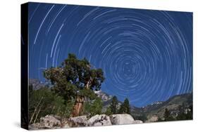 A Pine Tree on a Windswept Slope Reaches Skyward Towards North Facing Star Trails-null-Stretched Canvas
