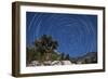 A Pine Tree on a Windswept Slope Reaches Skyward Towards North Facing Star Trails-null-Framed Photographic Print