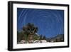 A Pine Tree on a Windswept Slope Reaches Skyward Towards North Facing Star Trails-null-Framed Photographic Print