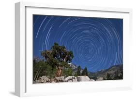 A Pine Tree on a Windswept Slope Reaches Skyward Towards North Facing Star Trails-null-Framed Photographic Print