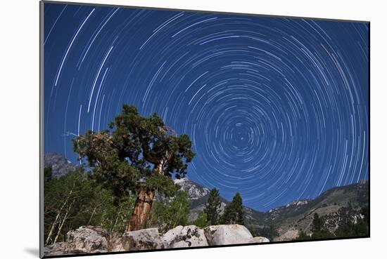 A Pine Tree on a Windswept Slope Reaches Skyward Towards North Facing Star Trails-null-Mounted Photographic Print