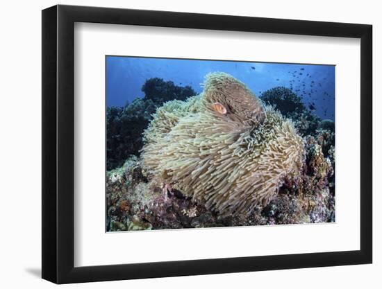 A Pink Anemonefish Swims Among the Tentacles of its Host Anemone-Stocktrek Images-Framed Photographic Print