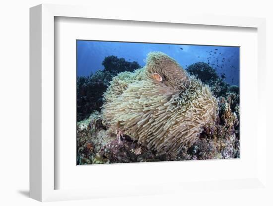 A Pink Anemonefish Swims Among the Tentacles of its Host Anemone-Stocktrek Images-Framed Photographic Print