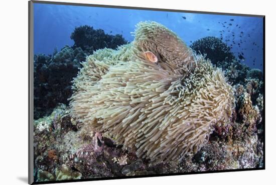 A Pink Anemonefish Swims Among the Tentacles of its Host Anemone-Stocktrek Images-Mounted Photographic Print