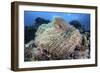 A Pink Anemonefish Swims Among the Tentacles of its Host Anemone-Stocktrek Images-Framed Photographic Print