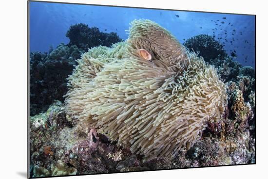 A Pink Anemonefish Swims Among the Tentacles of its Host Anemone-Stocktrek Images-Mounted Photographic Print
