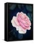 A Pink Blooming Garden Rose-Alaya Gadeh-Framed Stretched Canvas