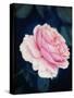 A Pink Blooming Garden Rose-Alaya Gadeh-Stretched Canvas