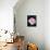 A Pink Blooming Garden Rose-Alaya Gadeh-Photographic Print displayed on a wall