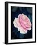 A Pink Blooming Garden Rose-Alaya Gadeh-Framed Photographic Print