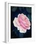 A Pink Blooming Garden Rose-Alaya Gadeh-Framed Photographic Print