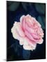 A Pink Blooming Garden Rose-Alaya Gadeh-Mounted Photographic Print