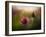 A Pink Childhood Memory-Shenshen Dou-Framed Photographic Print