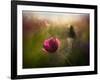 A Pink Childhood Memory-Shenshen Dou-Framed Photographic Print