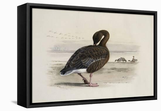 A Pink-Footed Goose-Archibald Thorburn-Framed Stretched Canvas