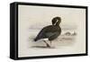 A Pink-Footed Goose-Archibald Thorburn-Framed Stretched Canvas