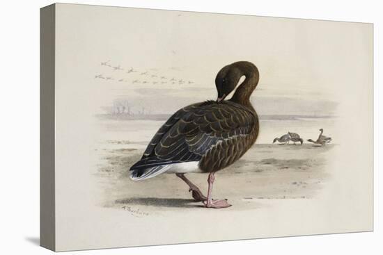 A Pink-Footed Goose-Archibald Thorburn-Stretched Canvas