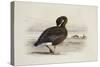 A Pink-Footed Goose-Archibald Thorburn-Stretched Canvas