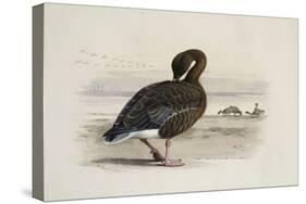 A Pink-Footed Goose-Archibald Thorburn-Stretched Canvas