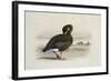 A Pink-Footed Goose-Archibald Thorburn-Framed Giclee Print