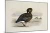 A Pink-Footed Goose-Archibald Thorburn-Mounted Giclee Print