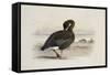 A Pink-Footed Goose-Archibald Thorburn-Framed Stretched Canvas