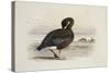 A Pink-Footed Goose-Archibald Thorburn-Stretched Canvas