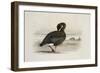 A Pink-Footed Goose-Archibald Thorburn-Framed Giclee Print