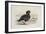 A Pink-Footed Goose-Archibald Thorburn-Framed Giclee Print