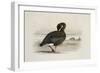 A Pink-Footed Goose-Archibald Thorburn-Framed Giclee Print