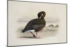 A Pink-Footed Goose-Archibald Thorburn-Mounted Giclee Print