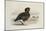 A Pink-Footed Goose-Archibald Thorburn-Mounted Giclee Print