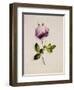 A Pink Rose-James Holland-Framed Giclee Print