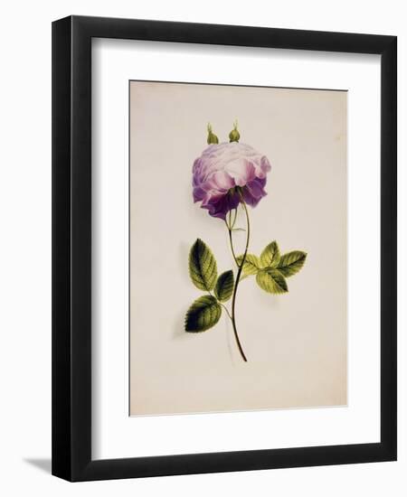 A Pink Rose-James Holland-Framed Giclee Print