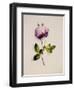 A Pink Rose-James Holland-Framed Giclee Print